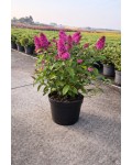 Buddleja davidii BC Little Ruby в горщику п9, р9